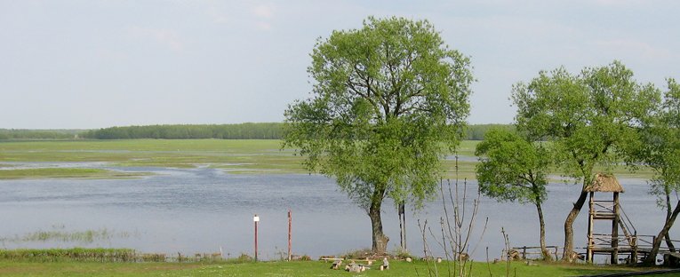 Řeka Biebrza a její mokřiny u obce Brzostowo.